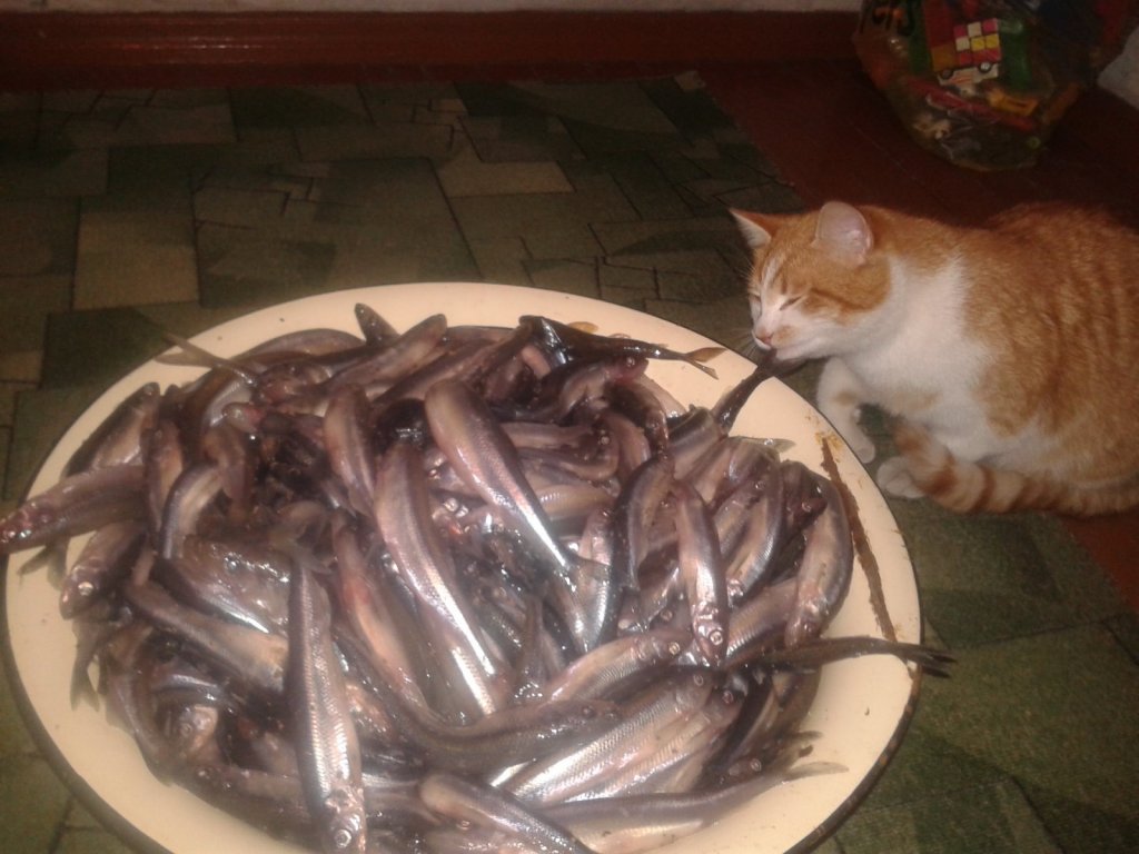 без кота и жизнь не та )))
