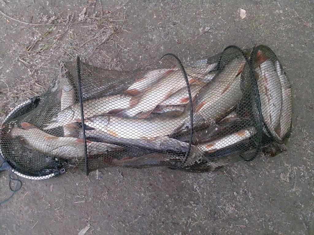 Сузун. Малышево. Утренний улов