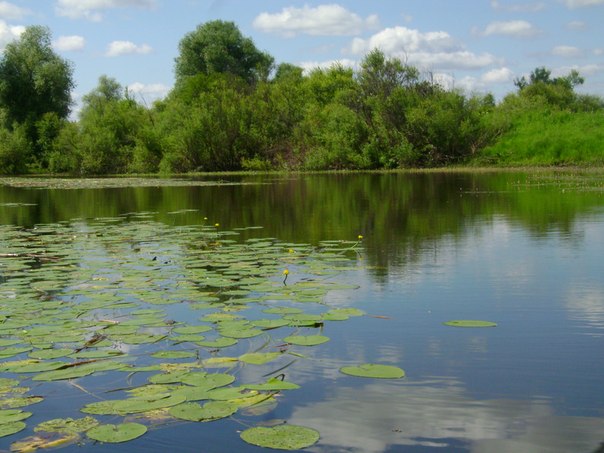 Марахтинские огороды