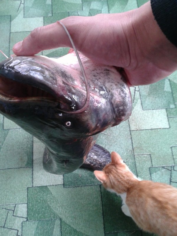 без кота и жизнь не та )))