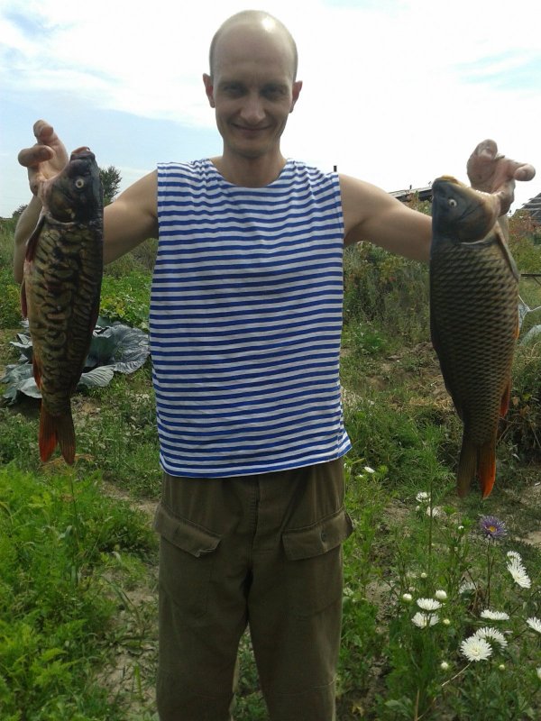карп, сазан