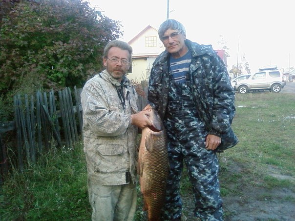 Сазан