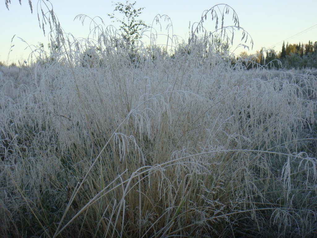 "Ковыль."