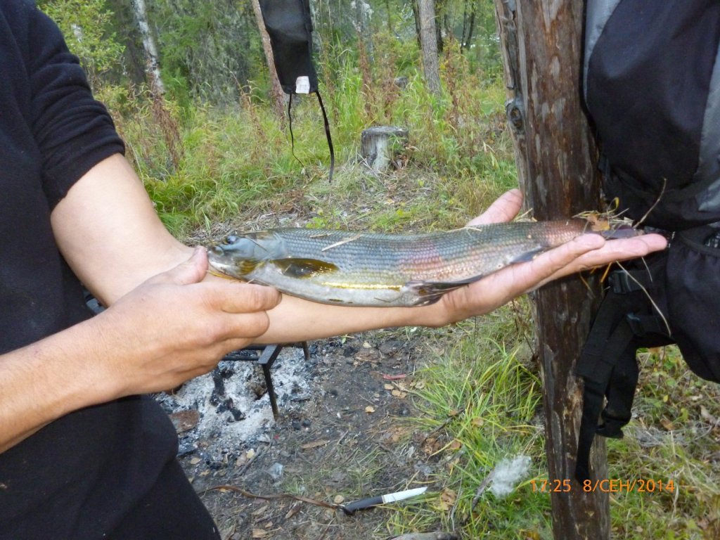 Кукунайский хариус