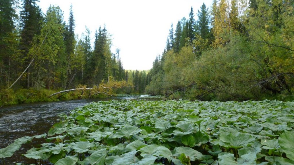 За ленком