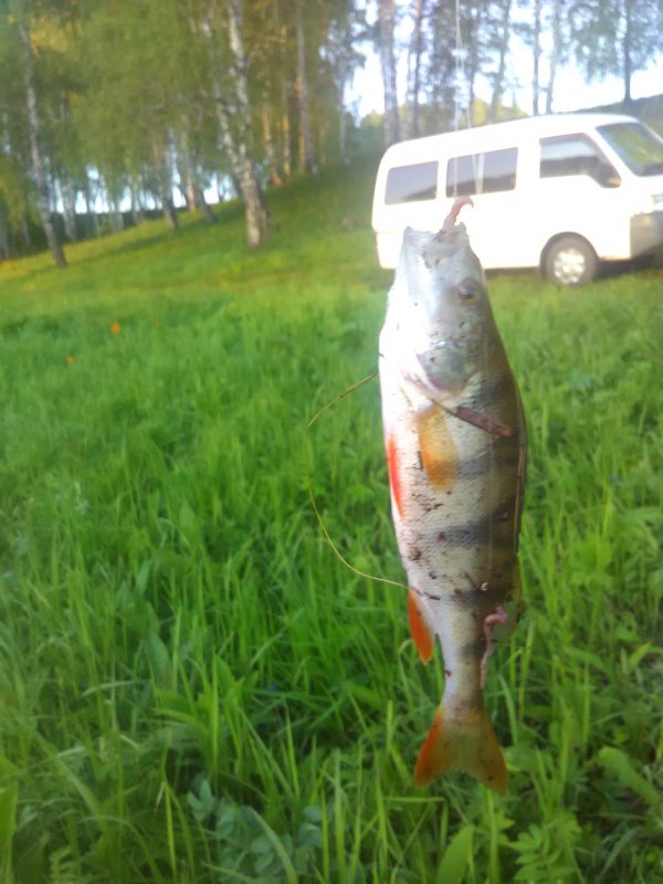 Пруд под Черепаново
