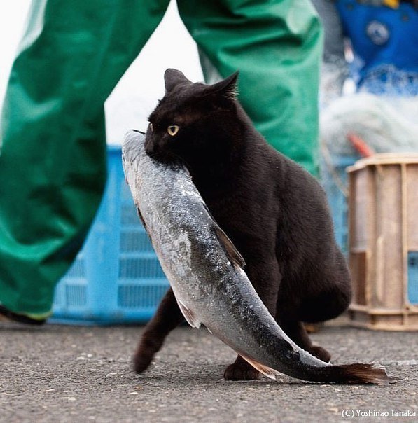 КотЭ