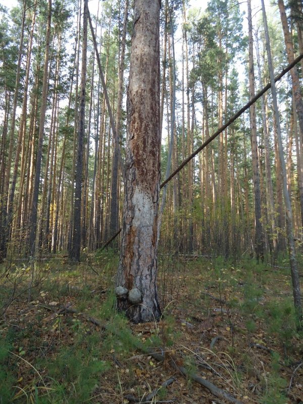 Самец...