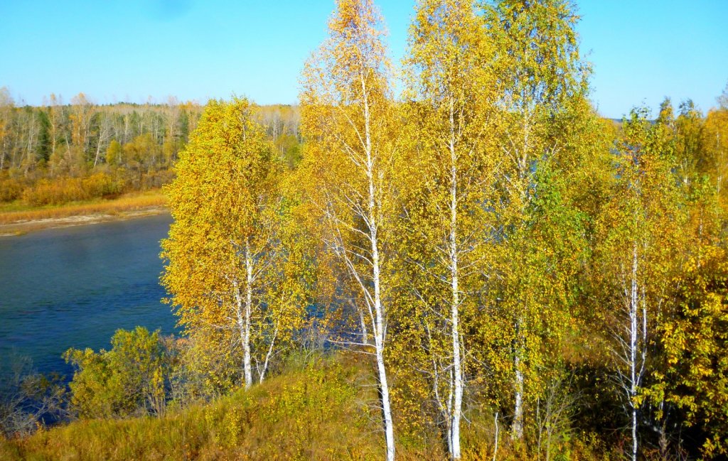 р.Бердь