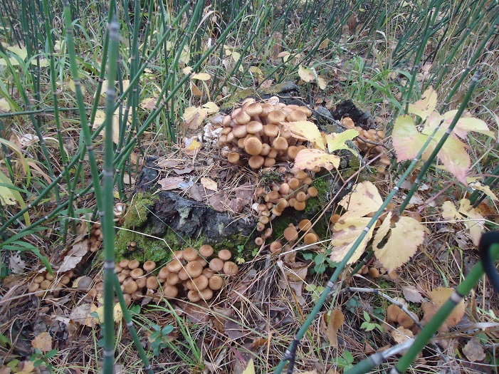 в "Караканском" ..1 октября...