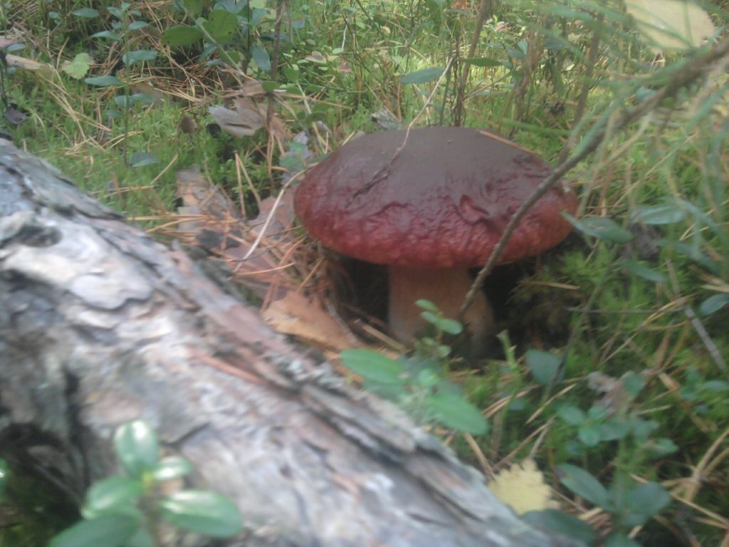осенний "боров"ик