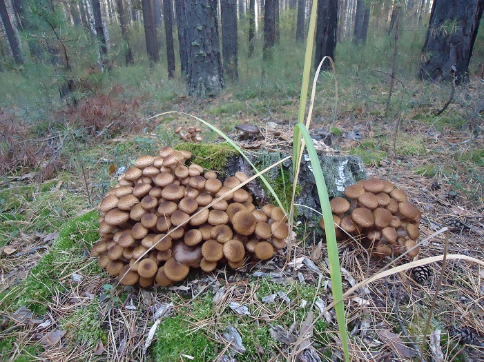 красавчики , караканские...