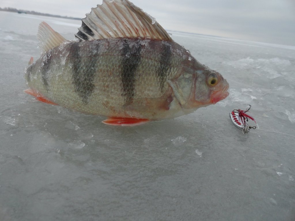Морской красавец