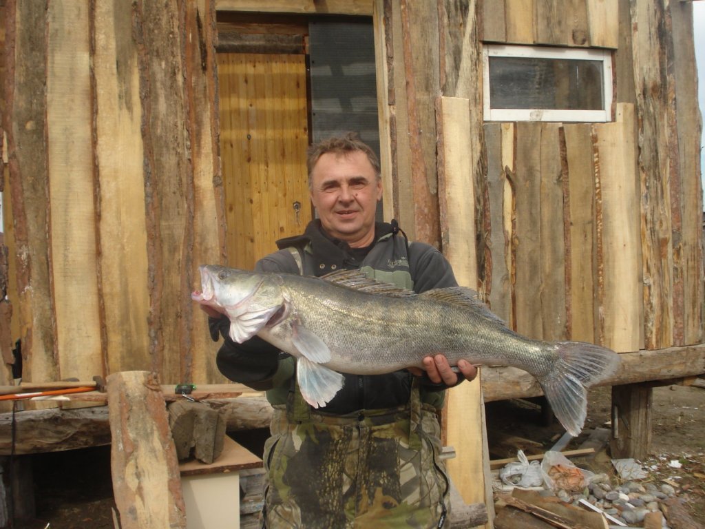 обской бульдог