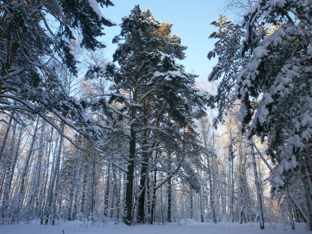 Чемской бор