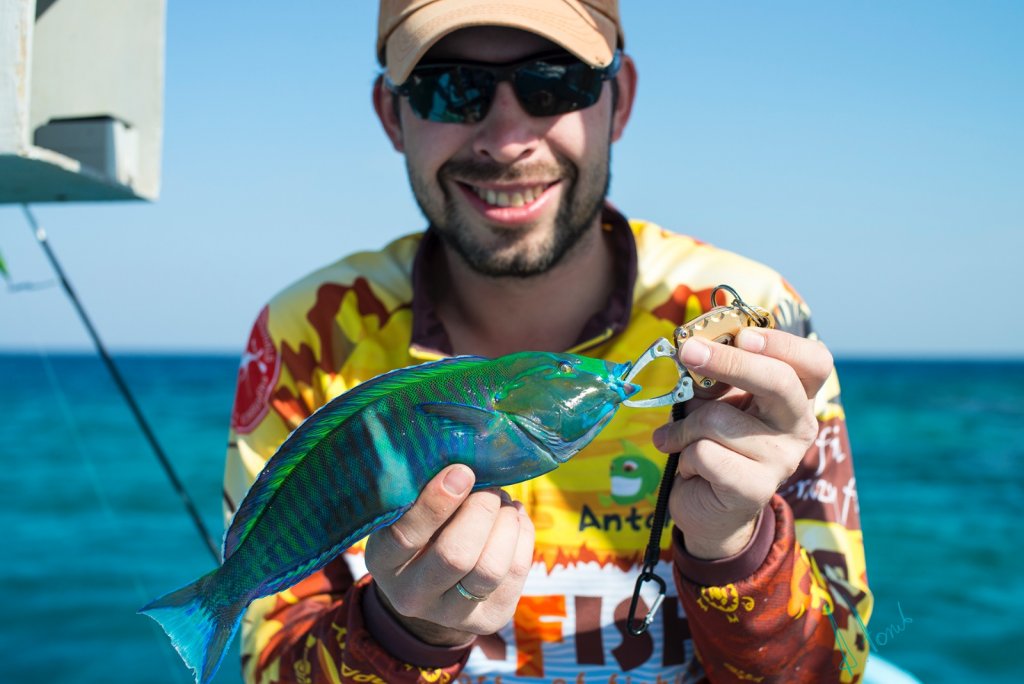 Тоха MixFish и разноцветная рыба Красного моря.