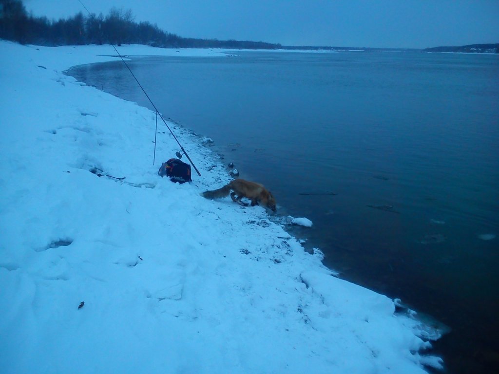 Водичку пьёт