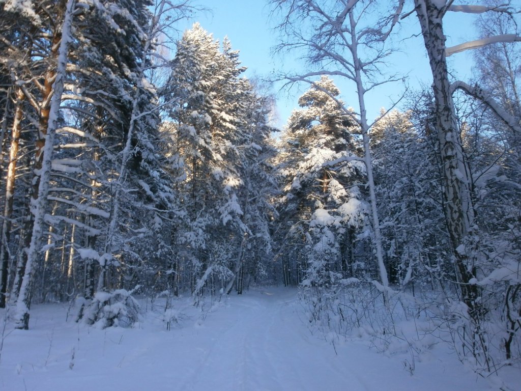 Чемской бор