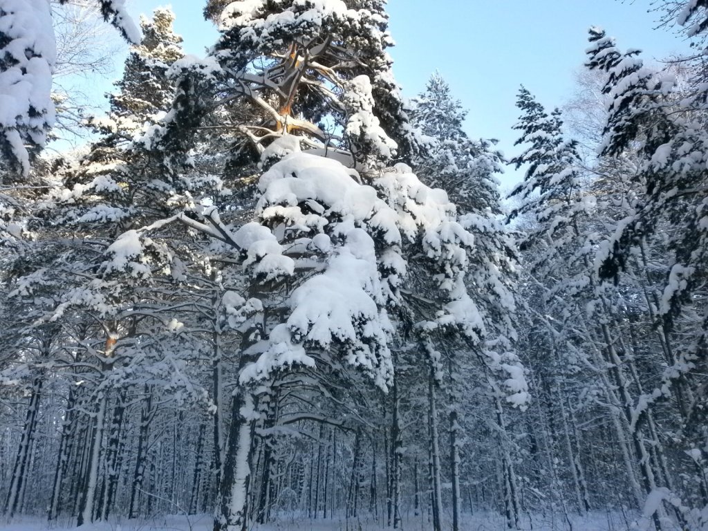 Чемской бор