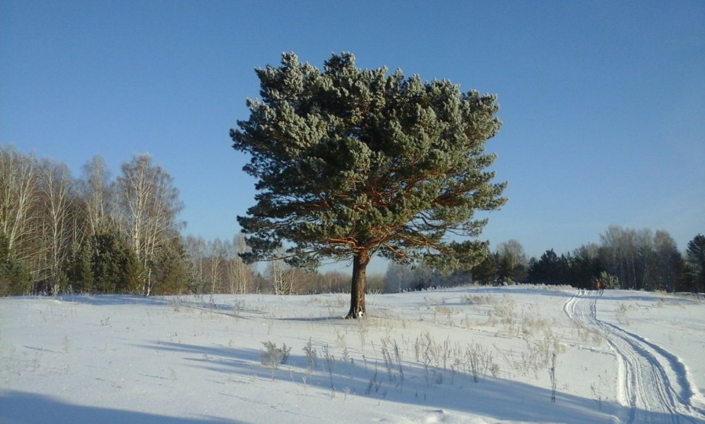 сосна кудрявая