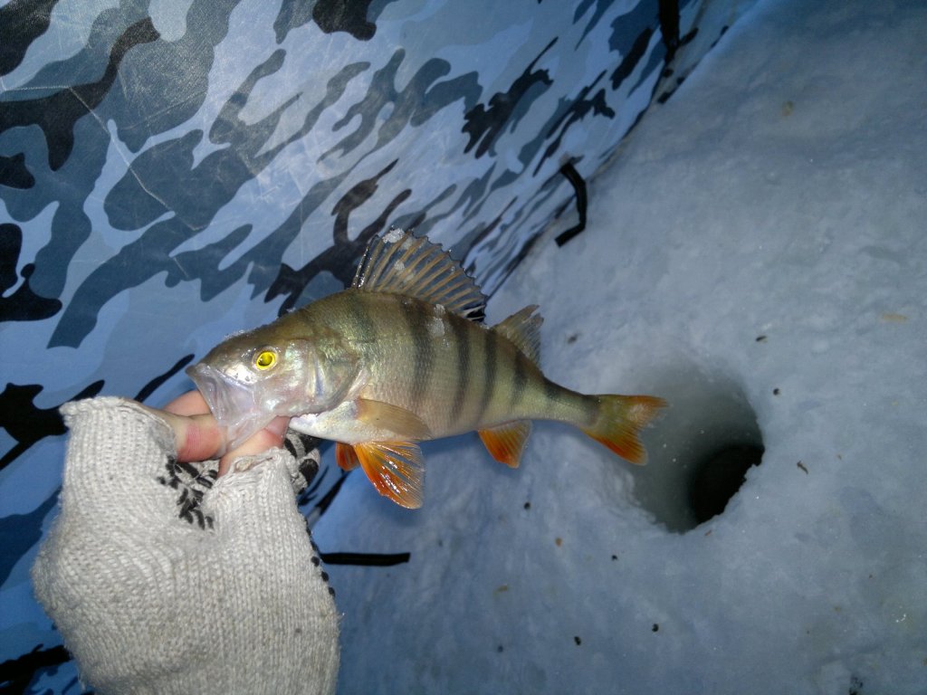Оёш. 20.01.15
