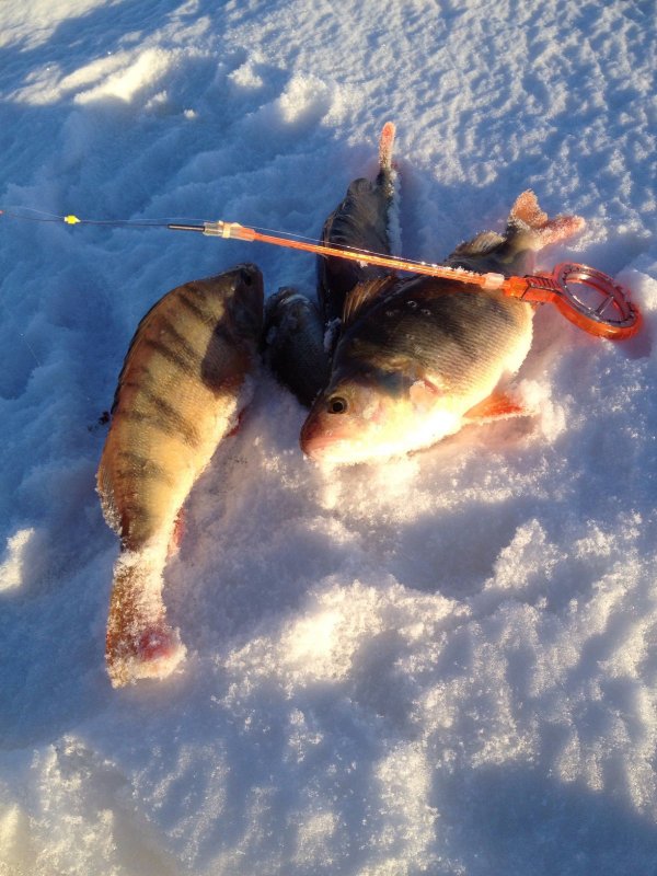 Морской