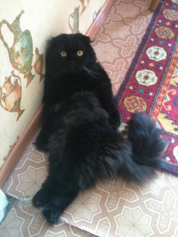 Кот в шоке от улова.
