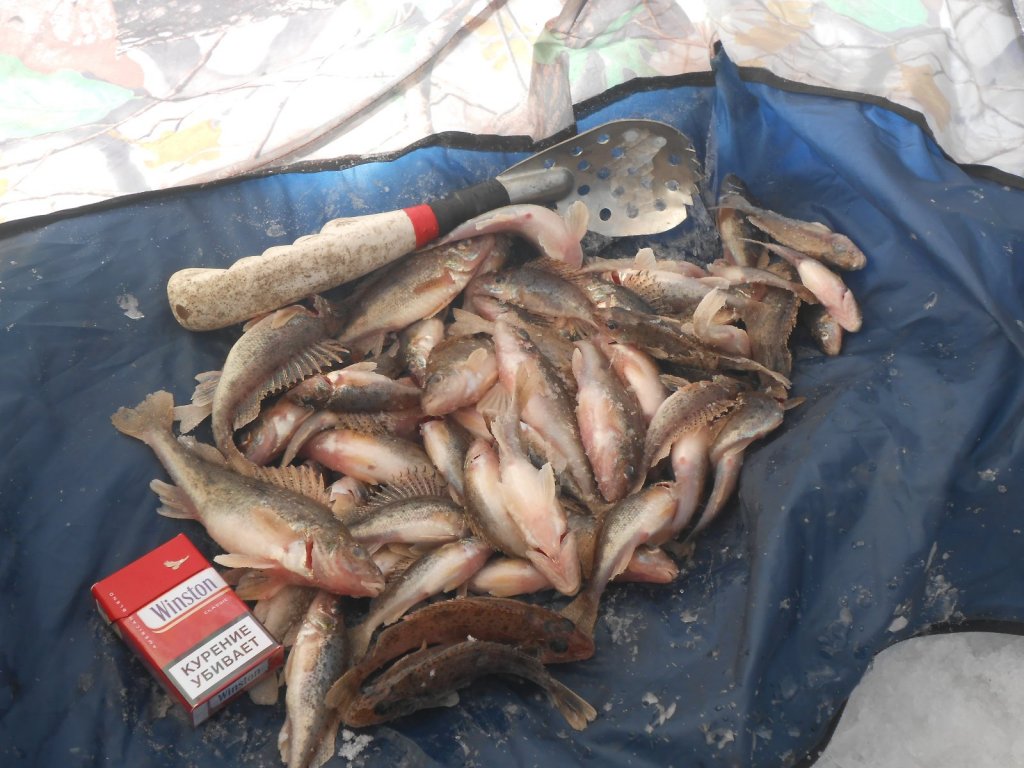 Ерши в городе... 31.01.
