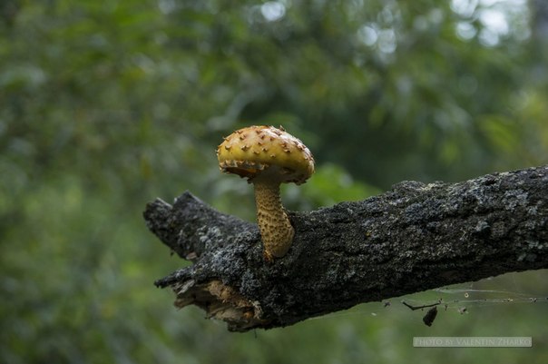 паутинник вроде