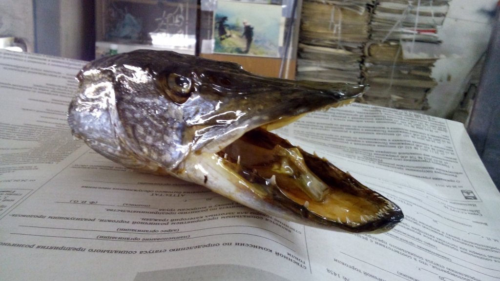 1800 гр.
