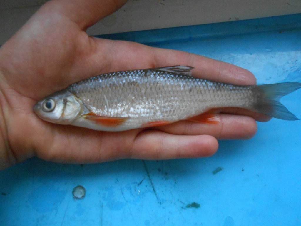 ельчик