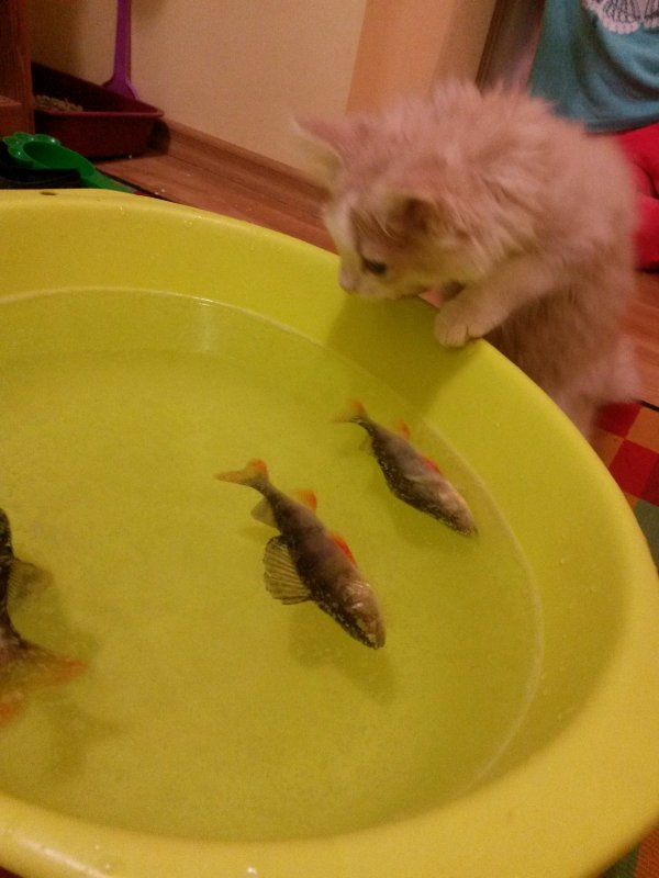 Приучаем кота к рыбе, пока только наблюдает...