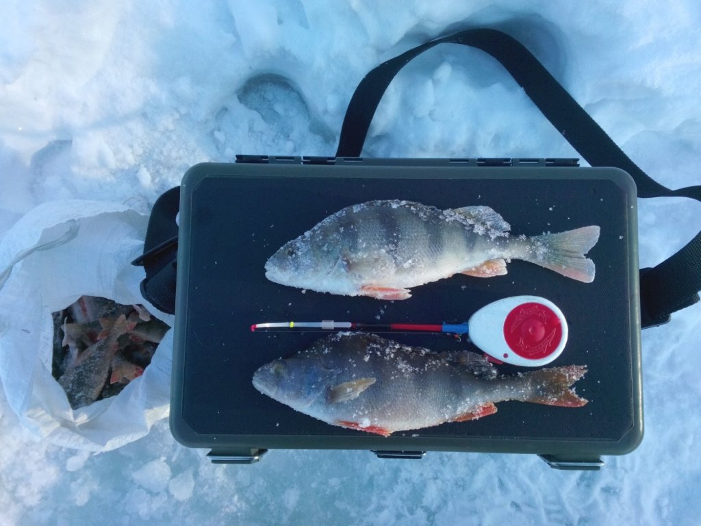 И в Криводановке живут "морские" окуни :)
