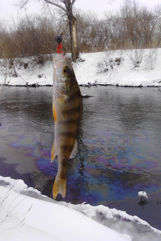 окунь в промреке 09.02.2015