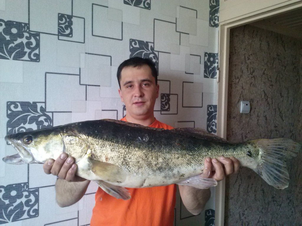 судачек