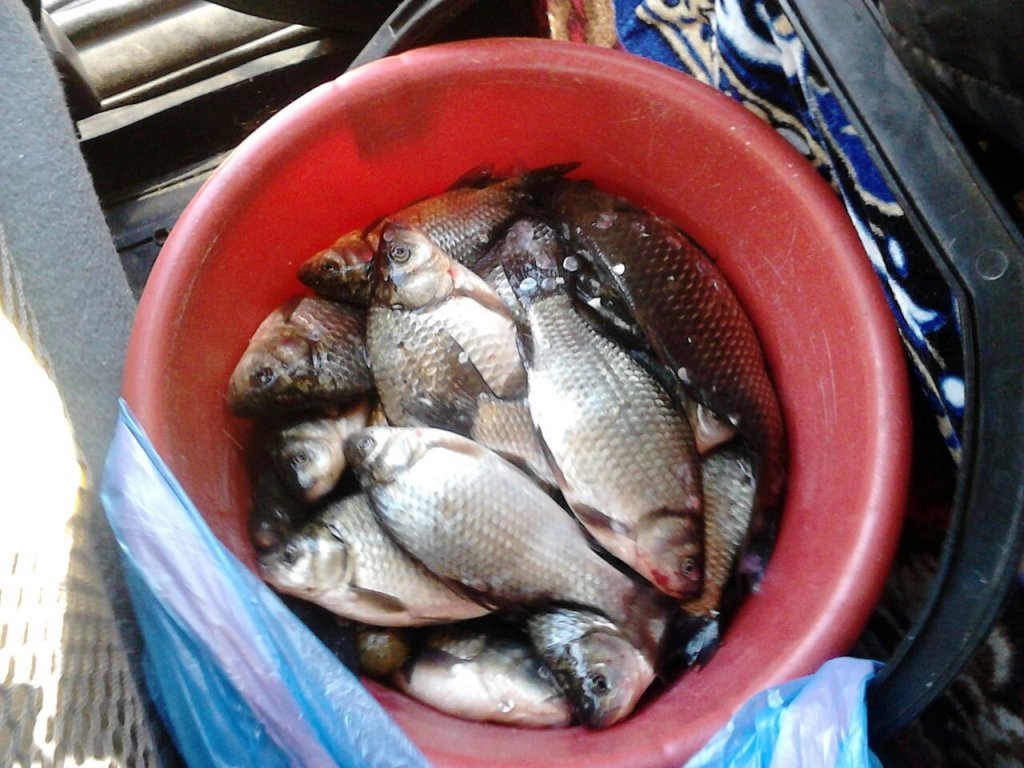 карасик с Благодатки.