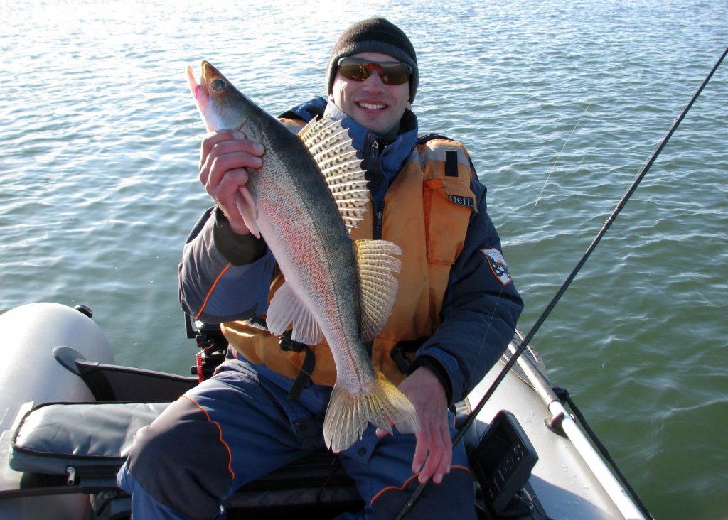 Городской судачок
