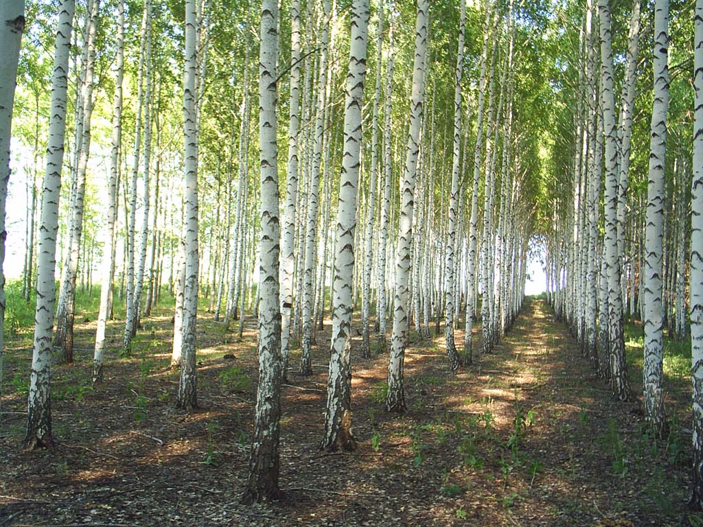 Берёзовая роща, южный Урал.