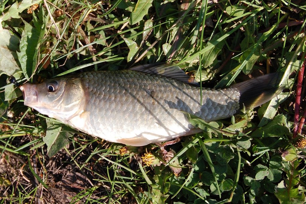 Карась на мормышку