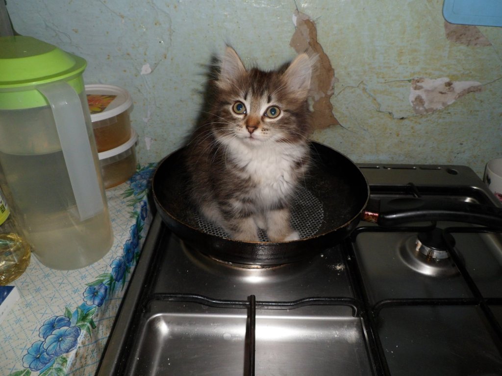 Рыба ГДЕ?