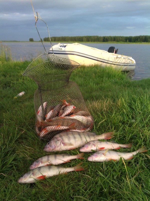 Открыл сезон по " морскому" окуньку!