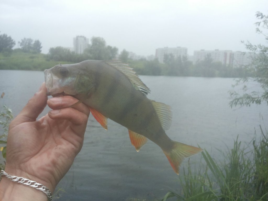 на домашнем озере