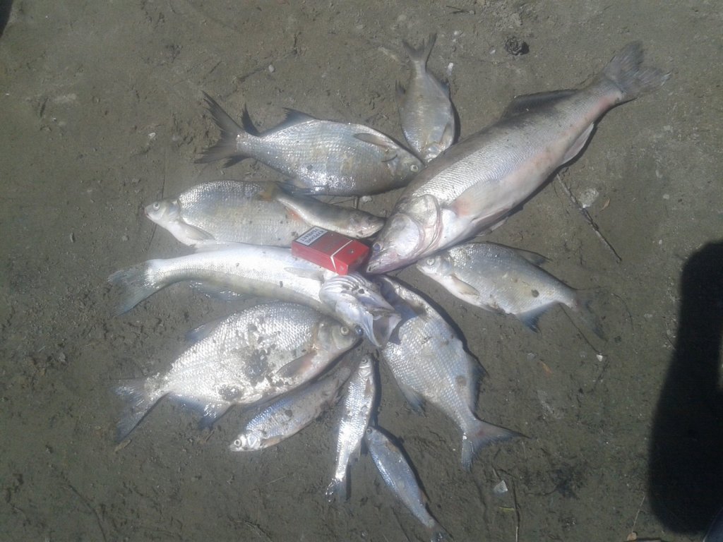кудряши