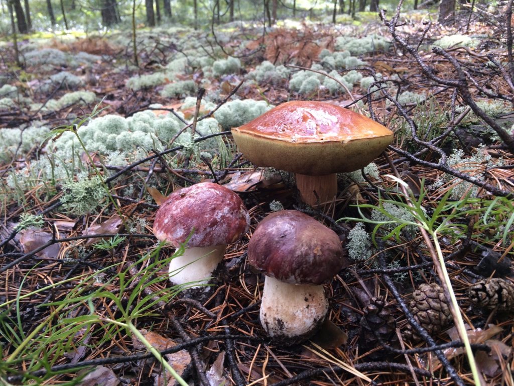 грибочки