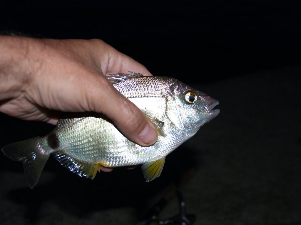 Ласкирь (Diplodus annularis)