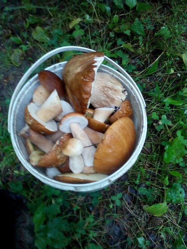 грибочки