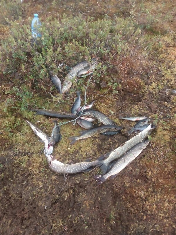 оз чаны