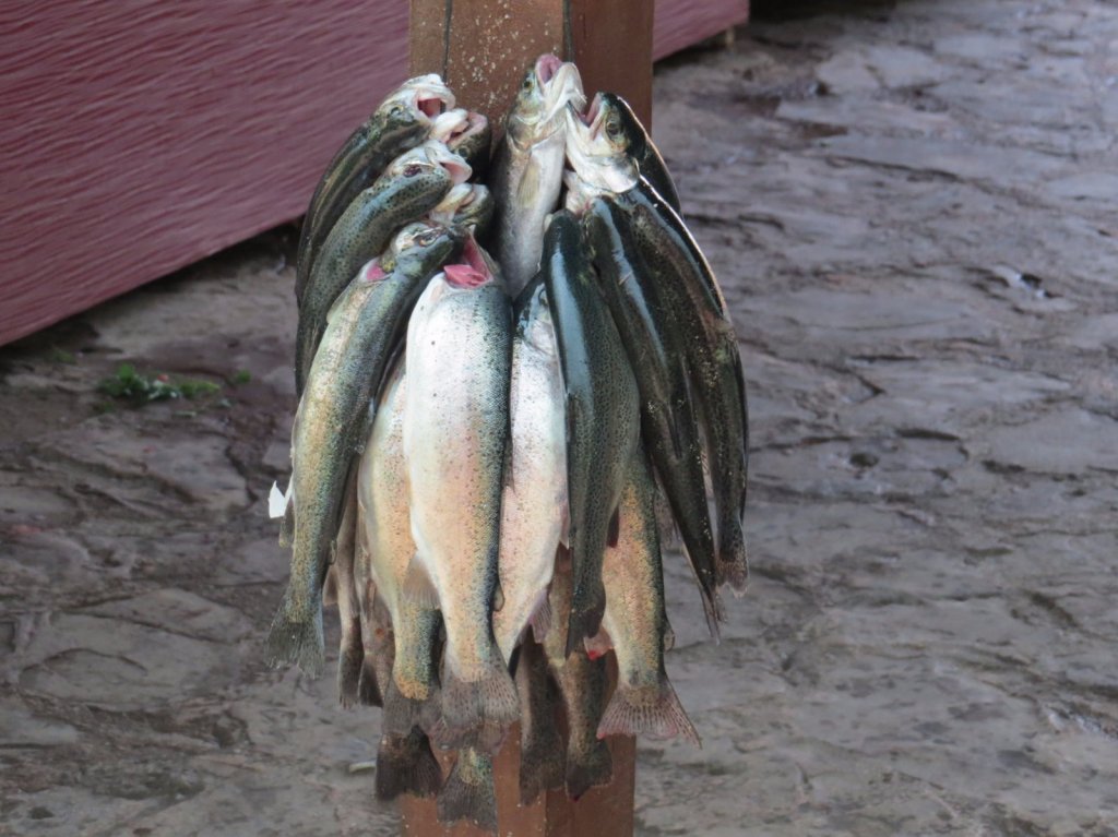 Скромный улов нахлыстовика.