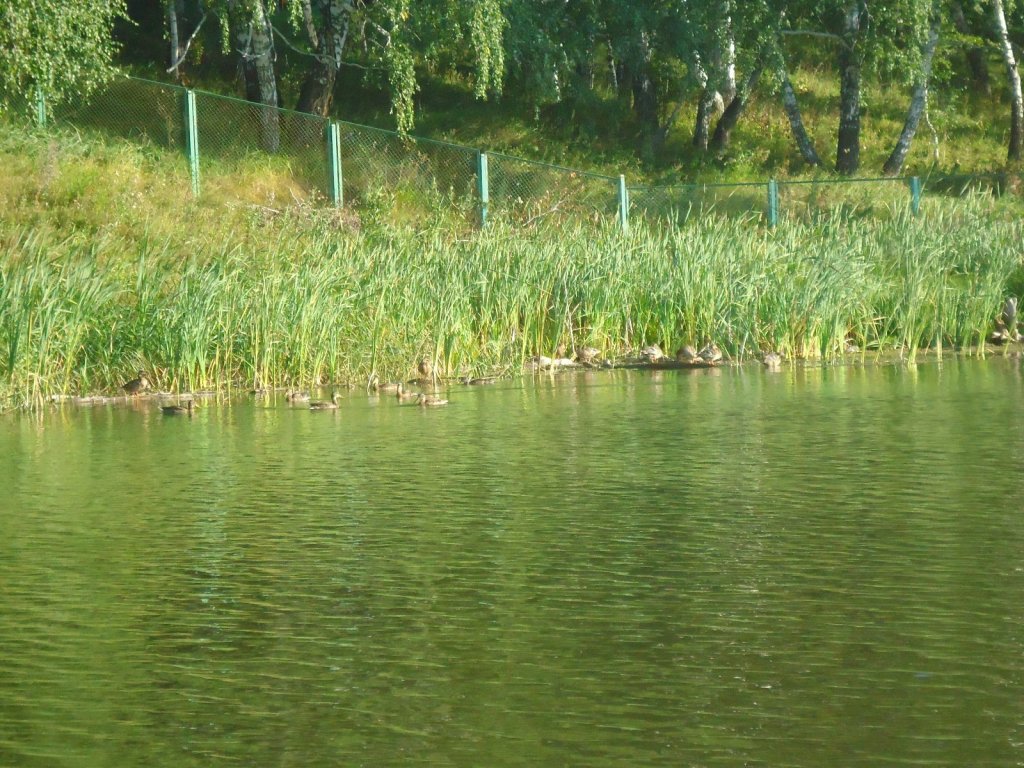 Уточки  .