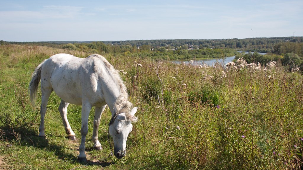 Под впечатлением от статьи Шекспира.